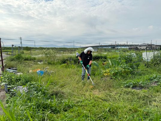 おにぎりマン、疲労困憊！６月のおにぎりマン農園で作業🍙　～大阪　寝屋川　お米屋さん　ネオニコフリー～
